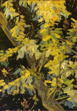  Vincent Werke - Blühende Akazien Niederlassungen Vincent van Gogh